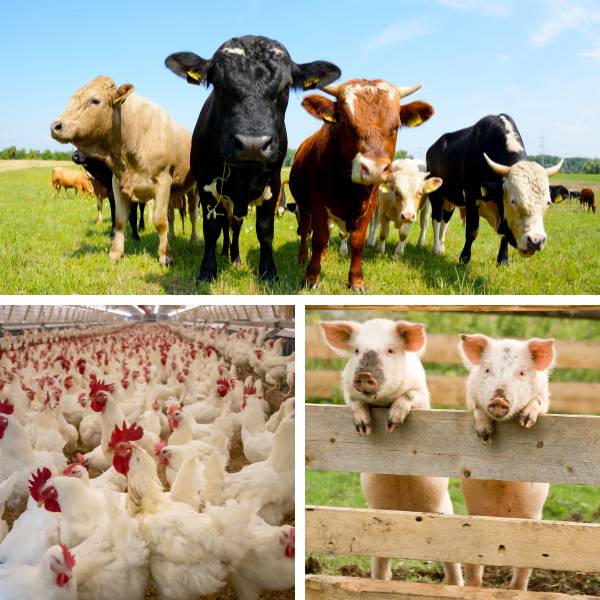 Tipos de animais que podem ter seus resíduos destinados a um biodigestor